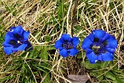 64 Genziana di Clusius